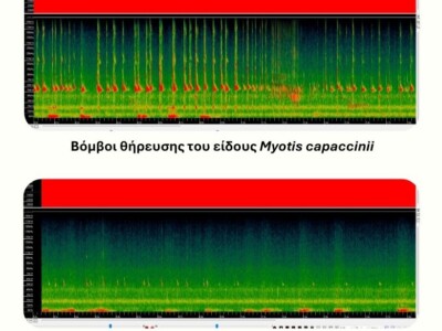 σπεκτρογράφημα από νυχτερίδες