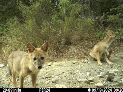 golden jackals