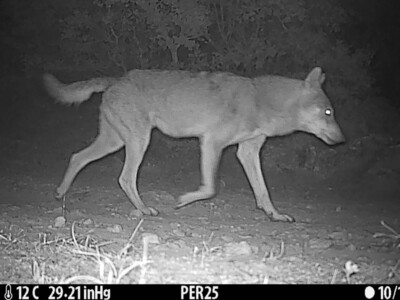 wolf