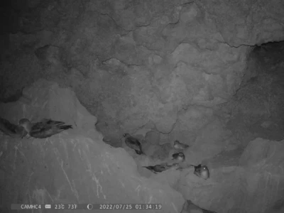 The shearwaters return only at night to their nests.