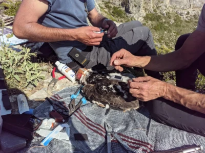 The transmitter is attached to the bird's back.