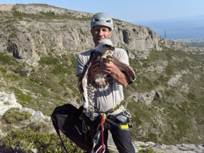 Η τηλεμετρία χρησιμοποείται προπαντός για μεγάλα πουλιά όπως τον σπάνιο σπιζαετό.