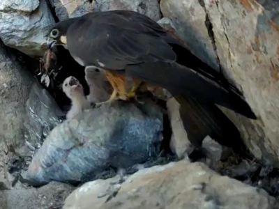 adult Eleonora's falcon feeding its young