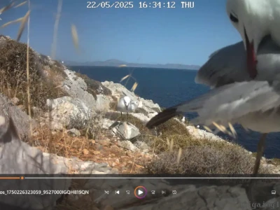 Αιγαιόγλαρος κοντά στην φωλιά του