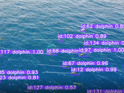 identification and tracking of dolphins