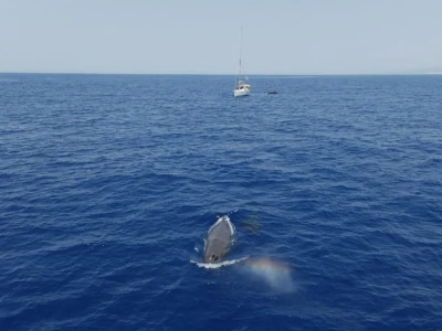 sperm whale, mother and calf