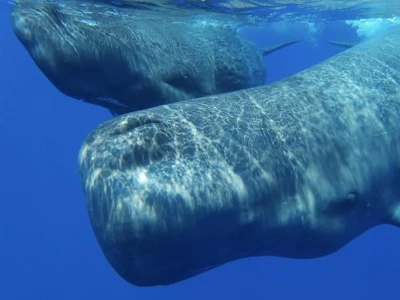 the same sperm whales, from video with underwater camera