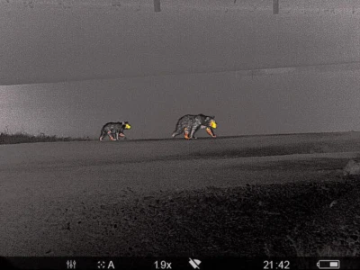 Thermal cameras are used to monitor nocturnal animals such as large mammals.