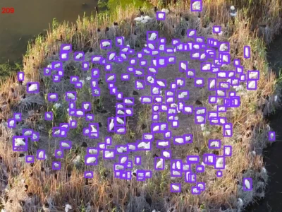 image processed with artificial intelligence for accurate counting of birds in a colony of Eurasian spoonbills