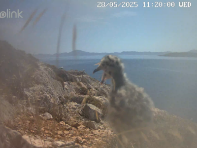 here you see the young bird