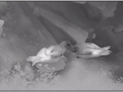 Here a thermal camera is used to monitor the activities of Cory's shearwaters in their nesting place.