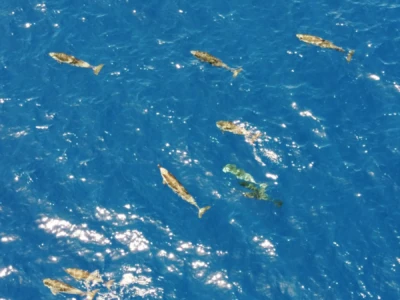 δελφίνια από το αεροπλάνο