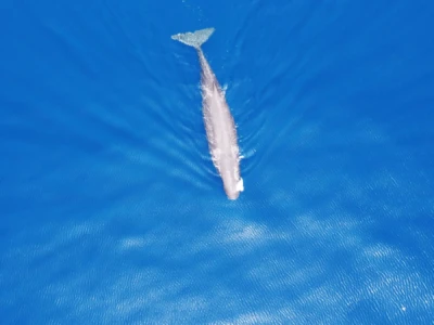 sperm whale